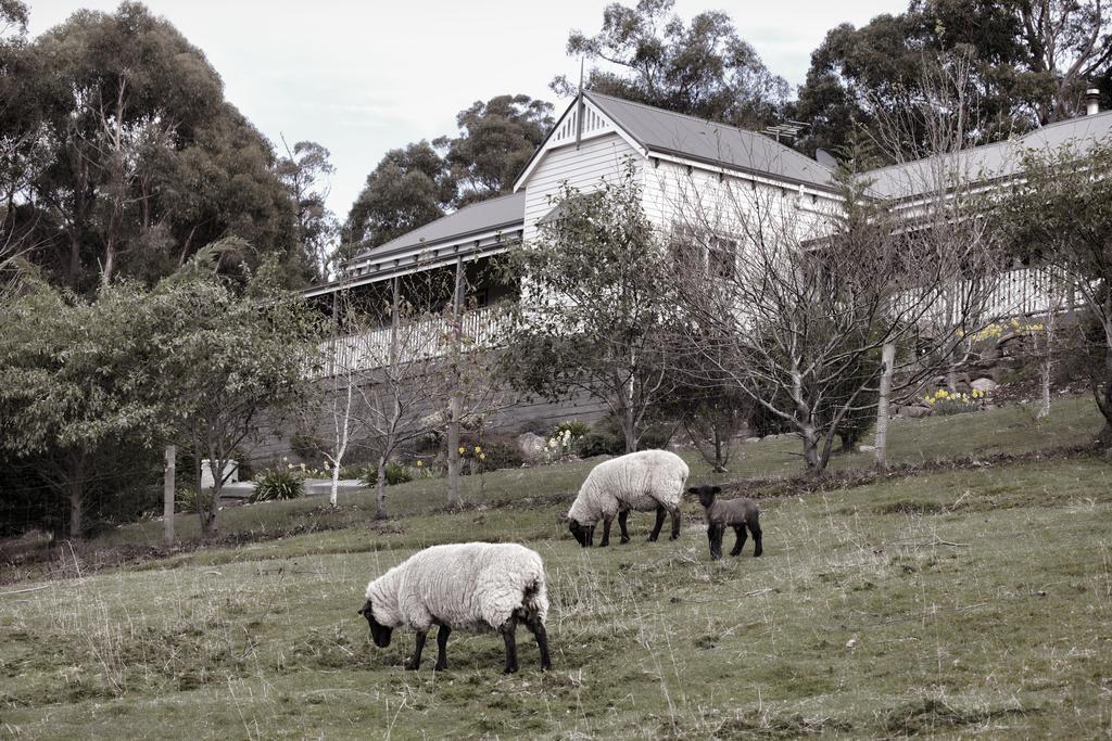 House On The Hill Bed And Breakfast Huonville Exteriör bild